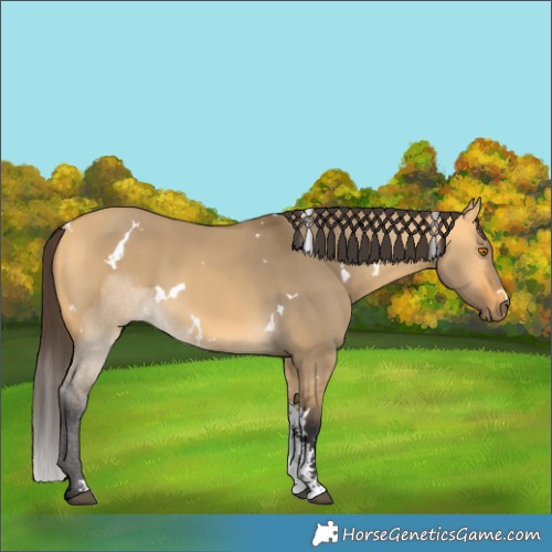 Horse Color:White Spotted Buckskin Dun Sabino