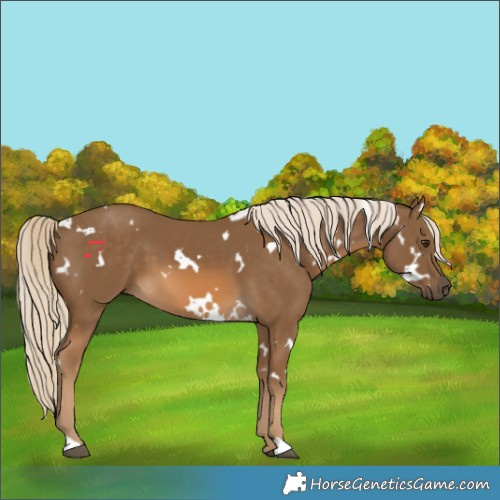 Horse Color:White Spotted Chocolate Palomino