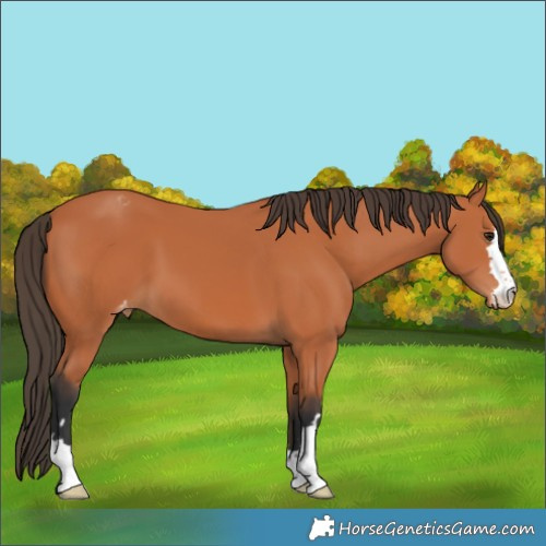 Horse Color:Bay Varnish