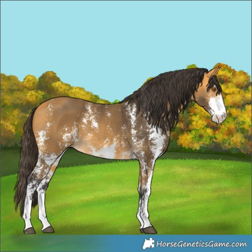Horse Color:Buckskin Sabino 