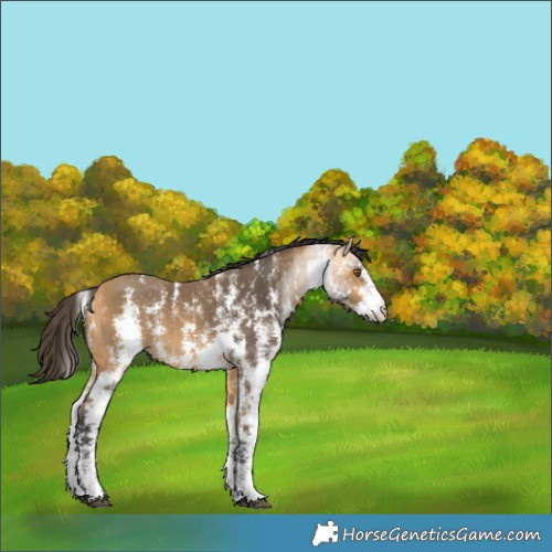 Horse Color:Buckskin Sabino 