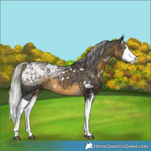Horse Color:White Spotted Silver Buckskin Ice Splash Rabicano 