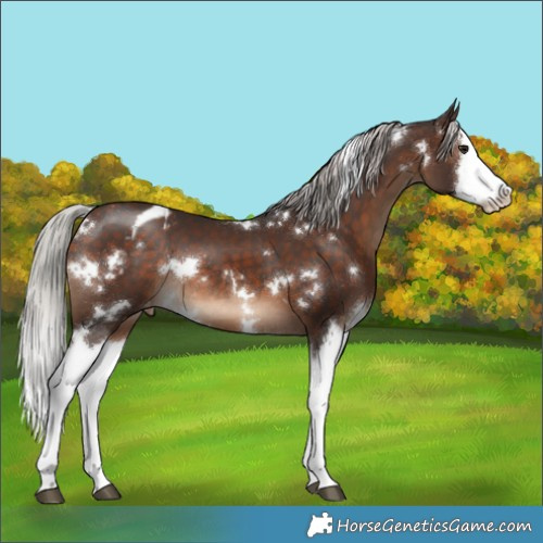 Horse Color:White Spotted Silver Brown Splash Varnish Rabicano 