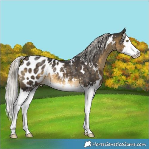 Horse Color:White Spotted Silver Buckskin Splash Blanket Rabicano