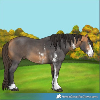 Horse Color:Buckskin Sabino 
