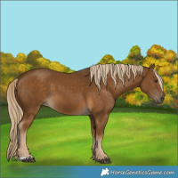Horse Color:Chocolate Palomino 