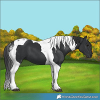 Horse Color:Black Tobiano 