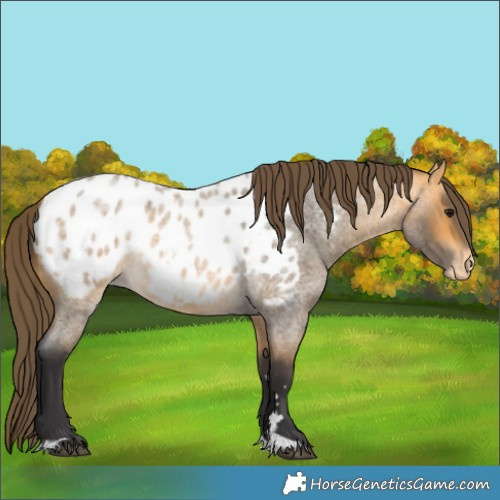 Horse Color:Buckskin Roan Near Leopard