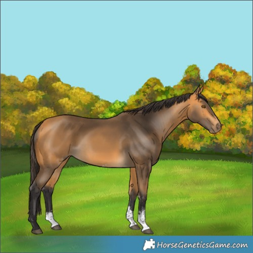 Horse Color:Buckskin Sabino