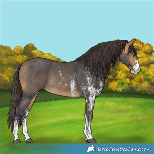 Horse Color:Buckskin Sabino