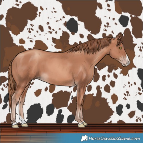 Horse Color:Gold Champagne Splash 