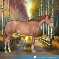 Horse Color:Gold Champagne Splash 