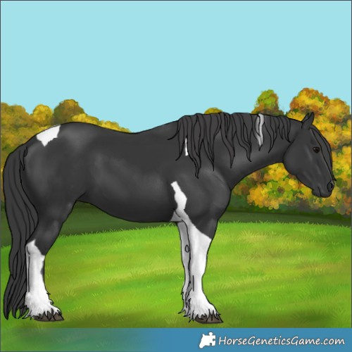 Horse Color:Black Tobiano
