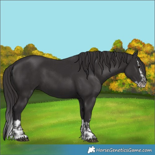 Horse Color:Smoky Black and Smoky Black Splash