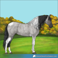 Horse Color:Grullo Roan Tobiano 