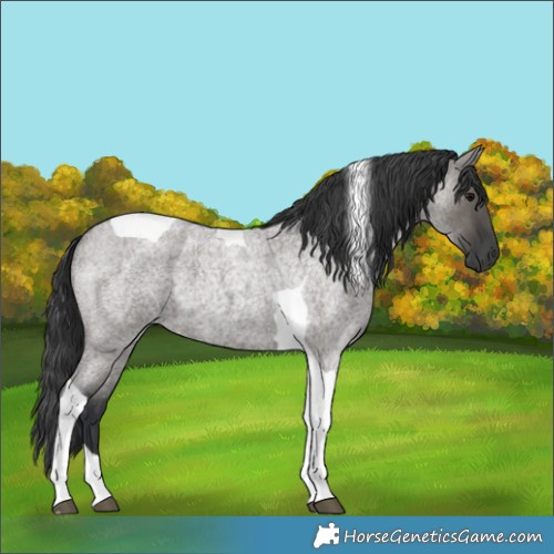 Horse Color:Grullo Roan Tobiano 