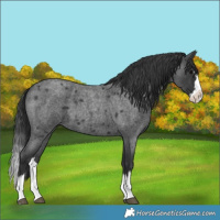Horse Color:Blue Roan Splash