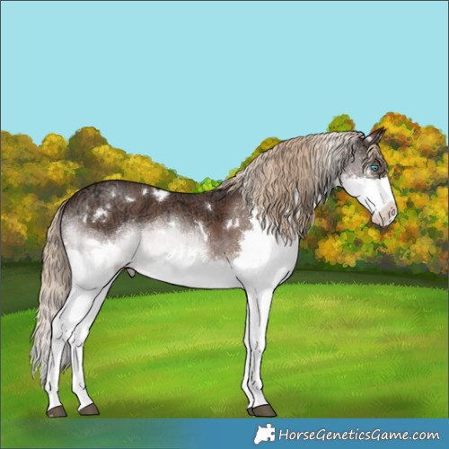 Horse Color:White Spotted Liver Chestnut Ice Sabino Splash Rabicano 