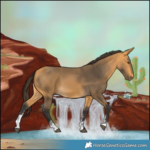 Horse Color:Buckskin Sabino