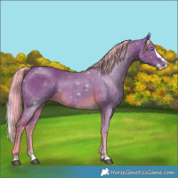 Horse Color:Watercolor Chocolate Palomino Sabino Splash