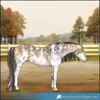 Horse Color:Buckskin Sabino 