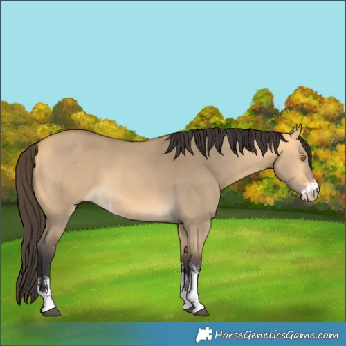 Horse Color:Buckskin Dun Sabino