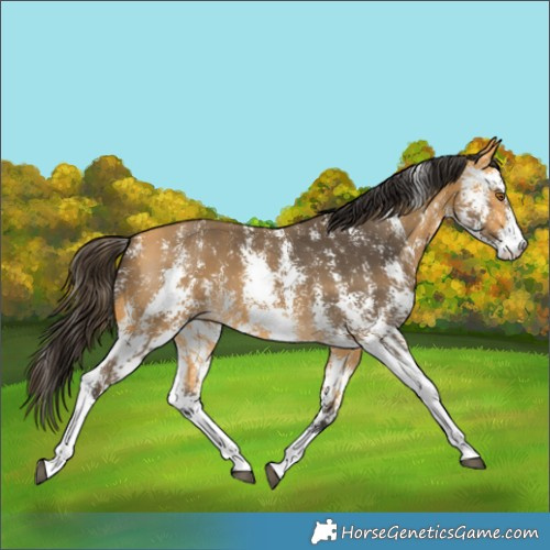 Horse Color:Buckskin Sabino 