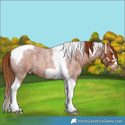 Horse Color:Red Roan Splash Tobiano Frame