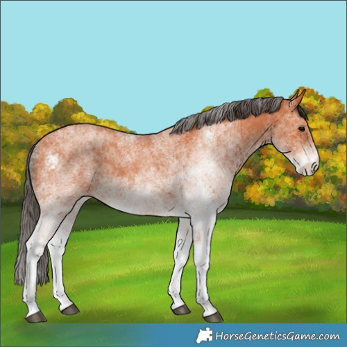 Horse Color:White Spotted Bay