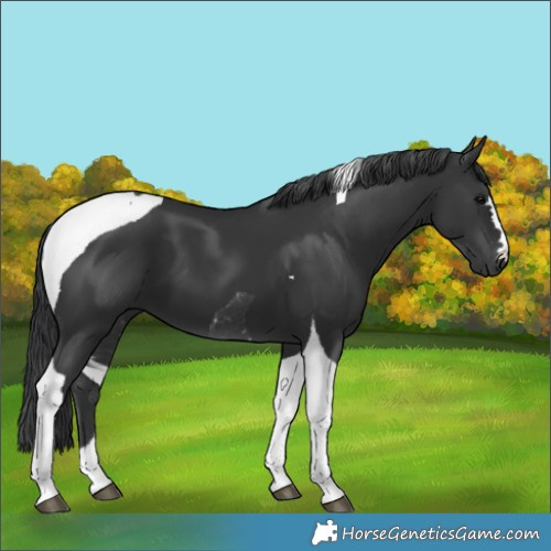 Horse Color:Black Tobiano