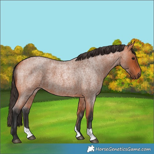 Horse Color:Bay Roan