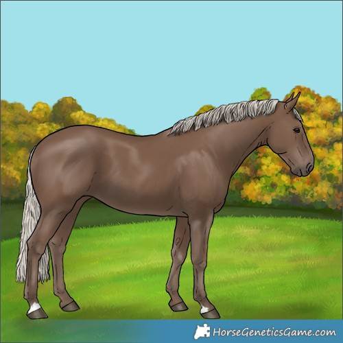Horse Color:Silver Black