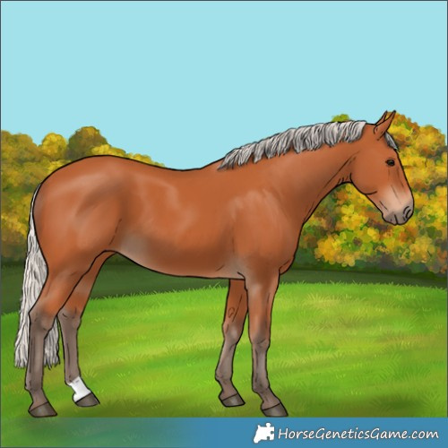 Horse Color:Silver Bay 