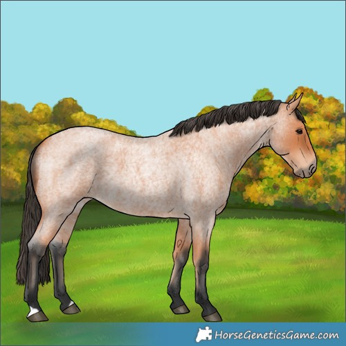Horse Color:Bay Roan