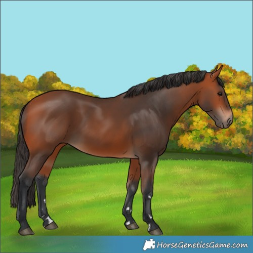 Horse Color:Bay 