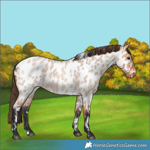 Horse Color:Bay Roan Dun Appaloosa