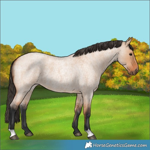 Horse Color:Bay Roan Dun