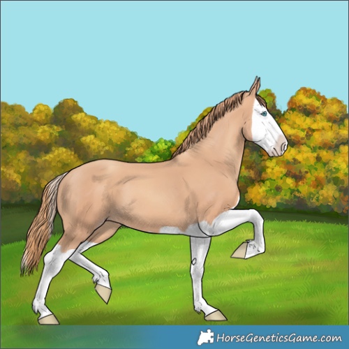 Horse Color:Gold Champagne Splash