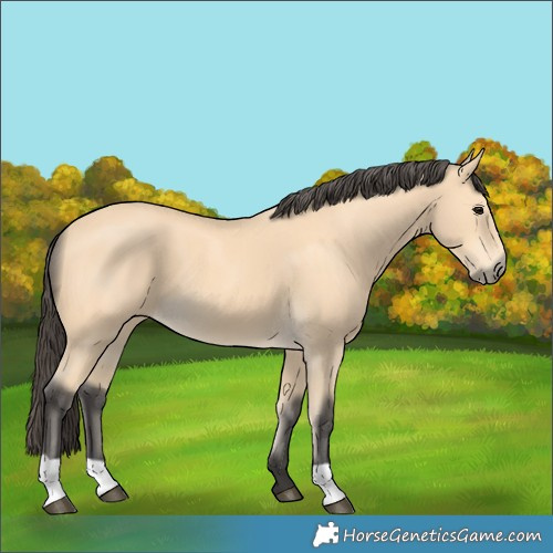 Horse Color:Buckskin 