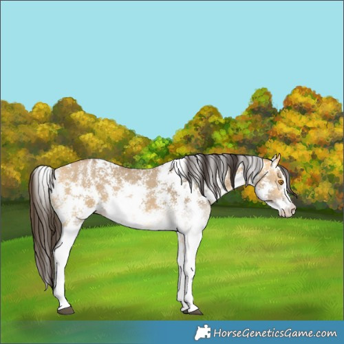 Horse Color:Buckskin Dun Sabino