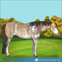 Horse Color:Buckskin Sabino