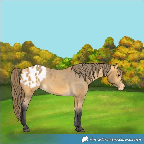 Horse Color:Buckskin Appaloosa