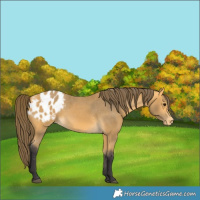 Horse Color:Buckskin Blanket 
