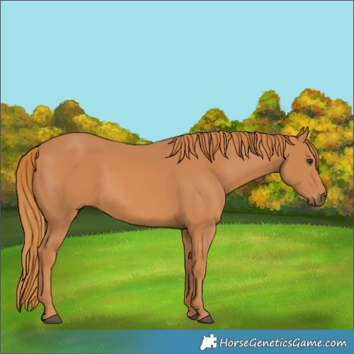 Horse Color:Chestnut 