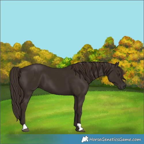 Horse Color:Liver Chestnut