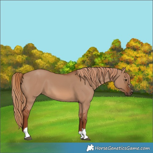 Horse Color:Red Dun