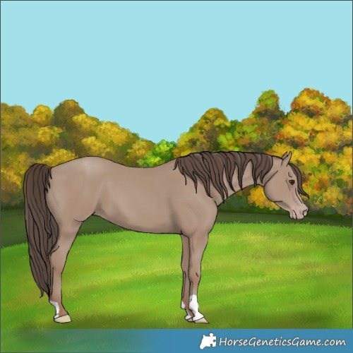 Horse Color:Classic Champagne