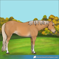 Horse Color:Palomino 
