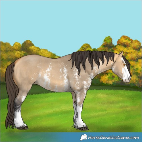 Horse Color:Unknown 