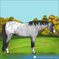 Horse Color:Blue Roan Blanket